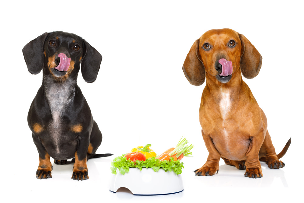 Everything You Need To Know About Digestive Enzymes For Dogs 3 Probiotics Vs. Digestive Enzymes for Dogs