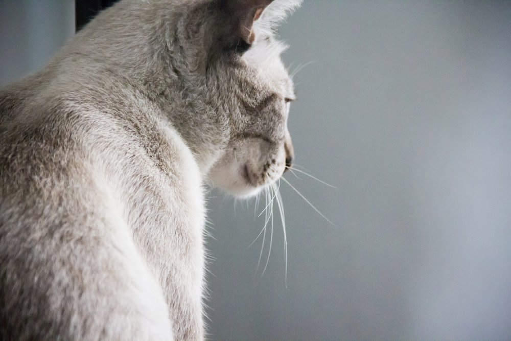 CBD Oil For Cats With Cancer: A Holistic Option 1 cbd oil for cats with cancer