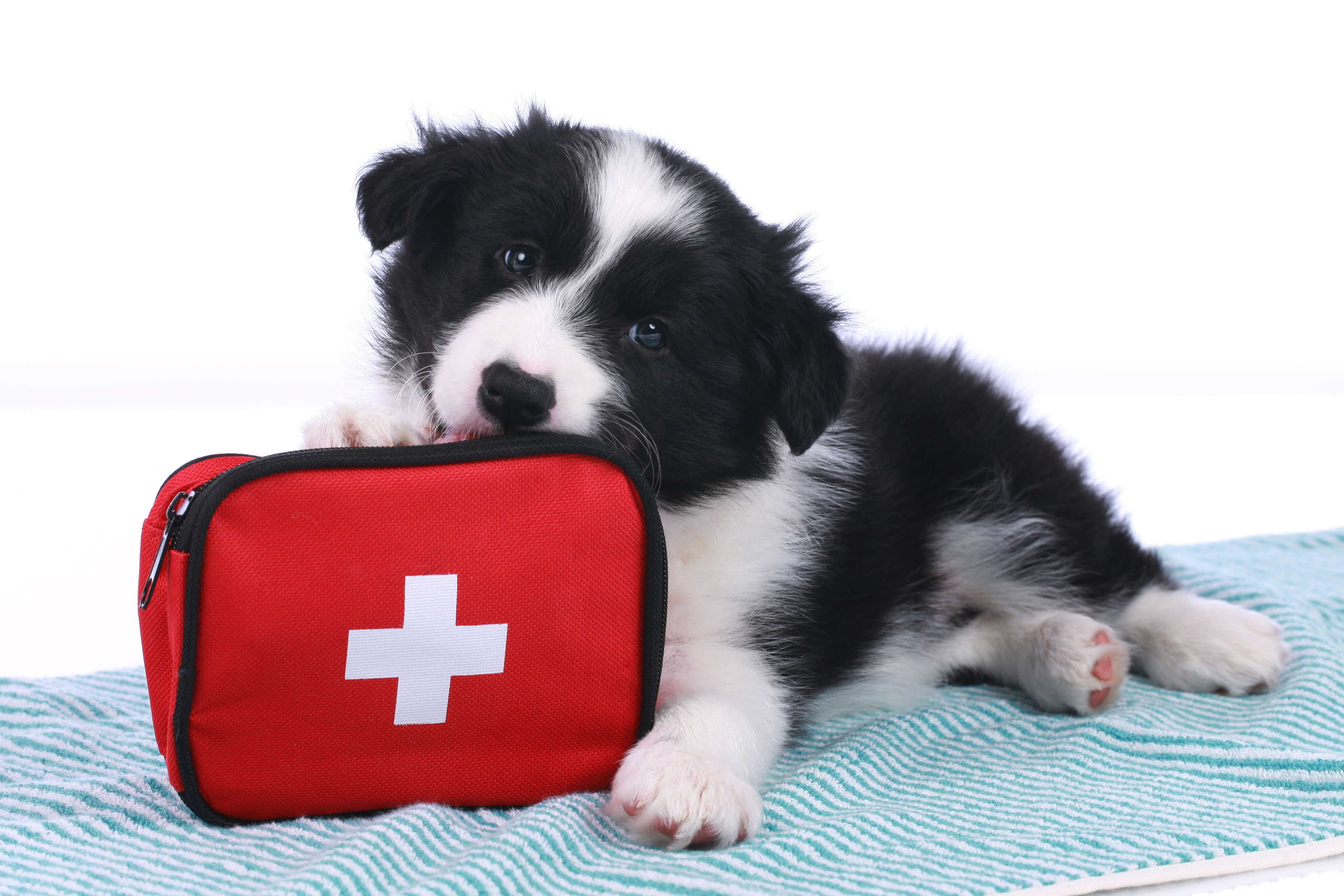 Hurricane Safety for Dogs: How To Protect Your Pup 2 puppy with an emergency kit