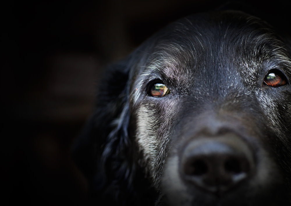 CBD Oil For Glaucoma in Dogs: How to Help Your Canine 1 CBD Oil For Glaucoma In Dog