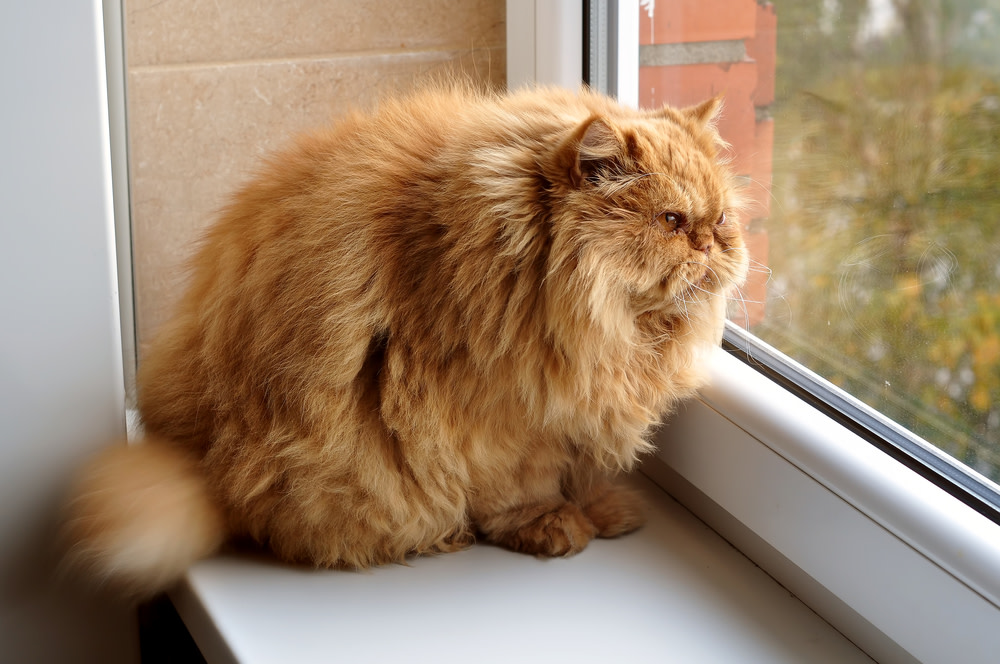 Obese Cat: How To Keep Your Furry Feline Healthy 1 obese cat