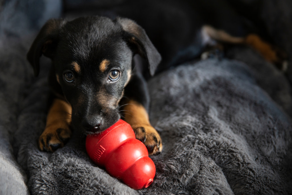 CBD Peanut Butter For Dogs: A Healthy Addition to Your Dog's Diet 4 CBD Peanut Butter Application for Dogs