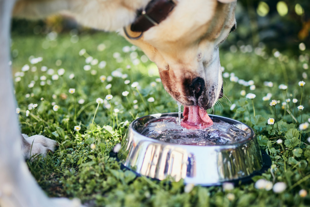 Potential Side Effects of CBD Oil in Dogs and Solutions 2 Thirsty dog in hot summer day