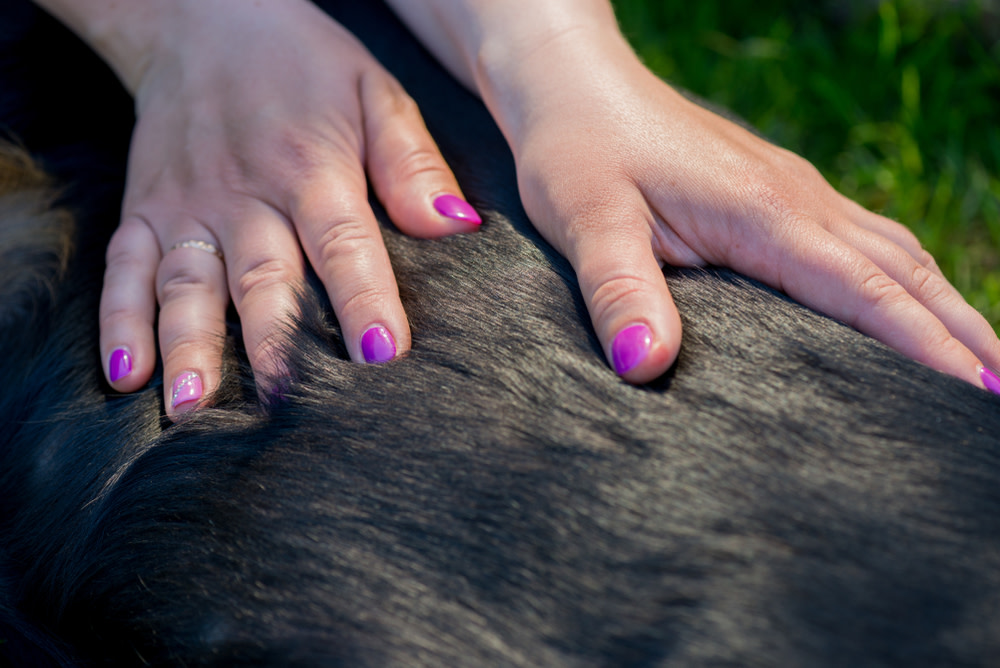 Dog Massage: 10 Amazing Benefits for Your Dog 4 dog massages
