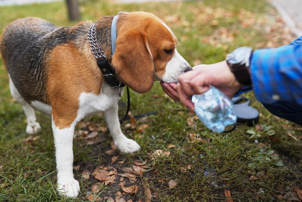 How To Care For Your Dog’s Digestive Health 2 dog drinking water