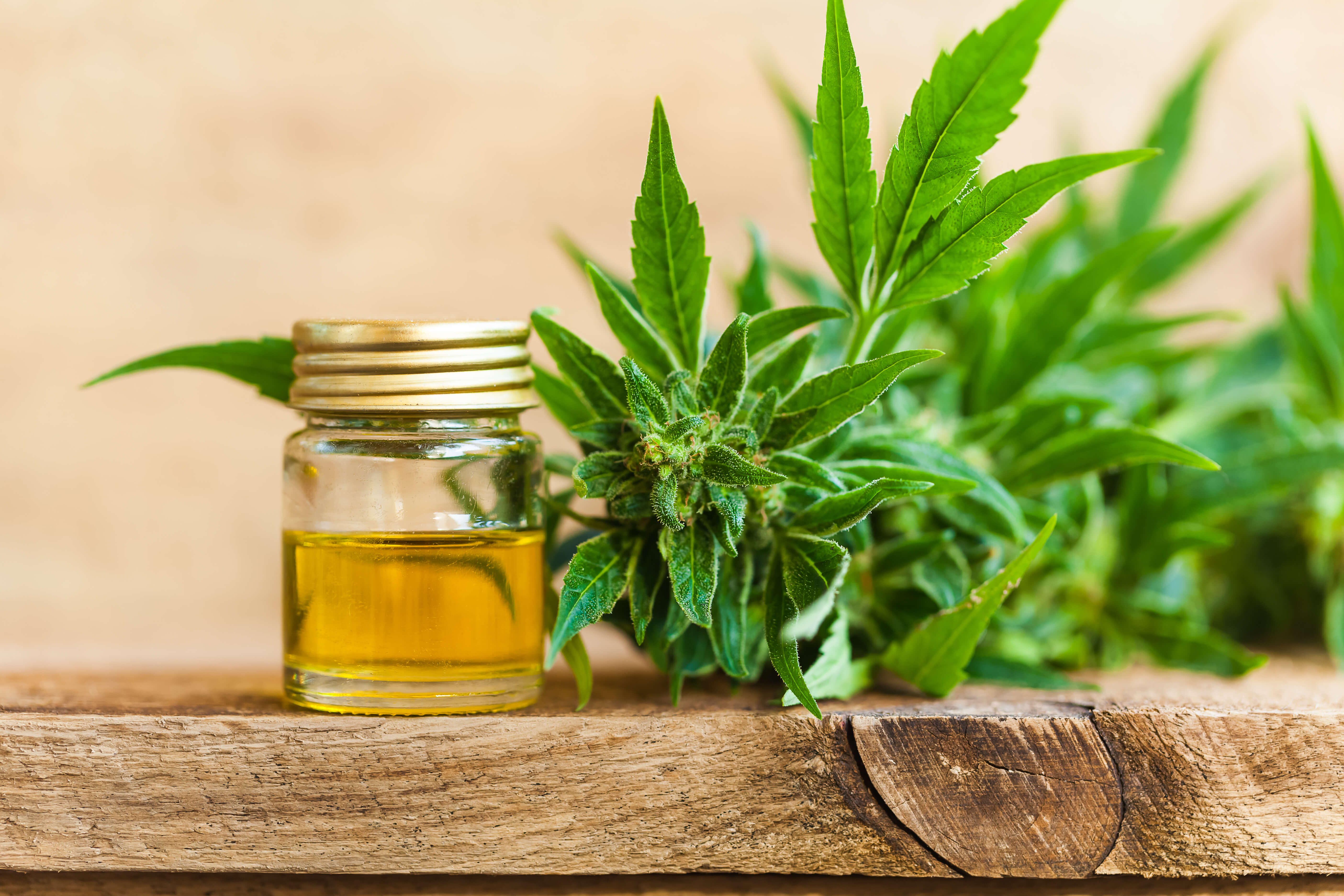 Broad Spectrum Hemp: A Tell All Guide 3 hemp plant