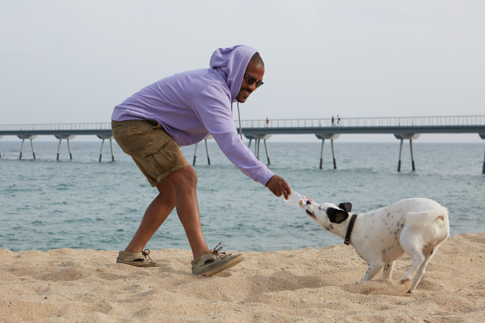 What to Know About Dog Anxiety 4 dog playing at the beach