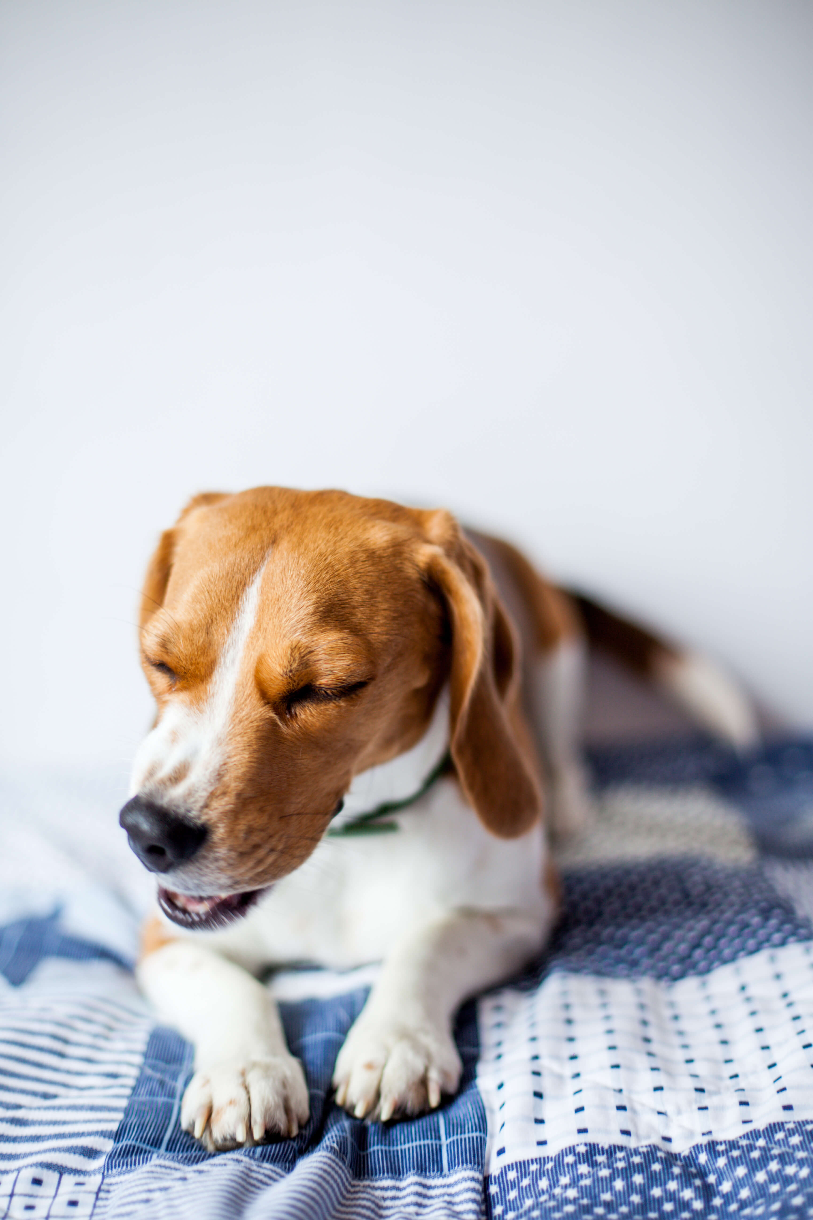 Dog Seizures: A Guide To Helping Your Pup 3 dog in pain