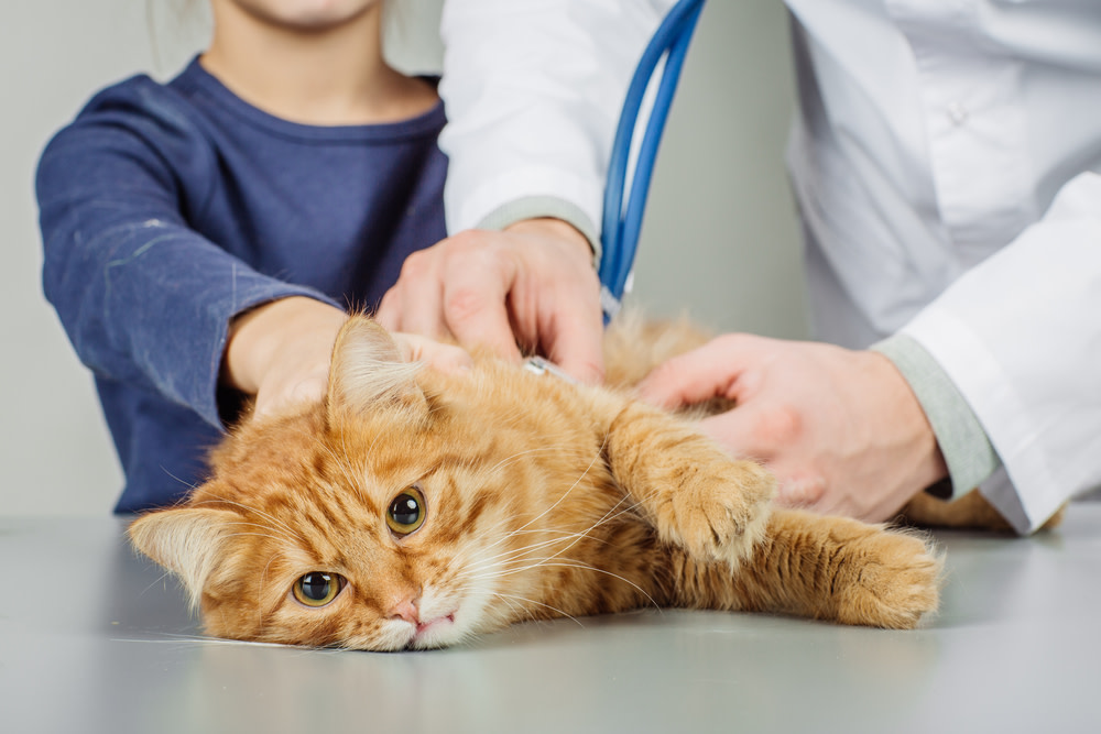 How CBD Oil for Cats With Kidney Disease can Help 2 cat vet appointment