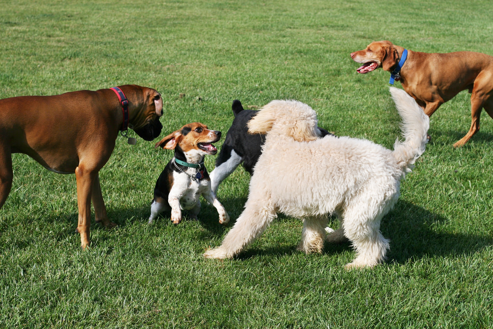 How to Teach a Dog to Fetch: 7 Simple Steps 2 dogs playing fetch