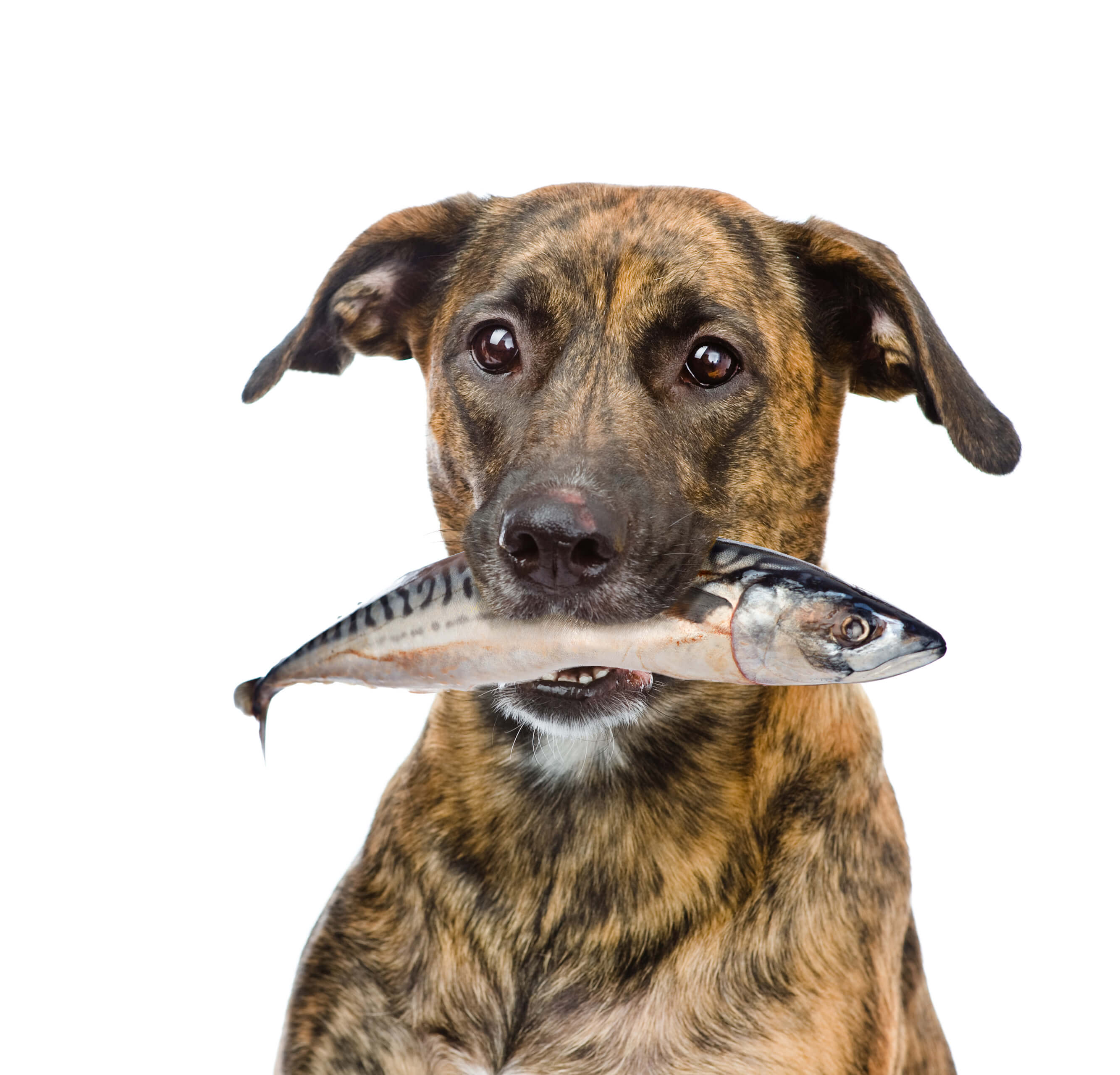 Dog Dandruff: A Definitive Guide 4 dog with fish in mouth