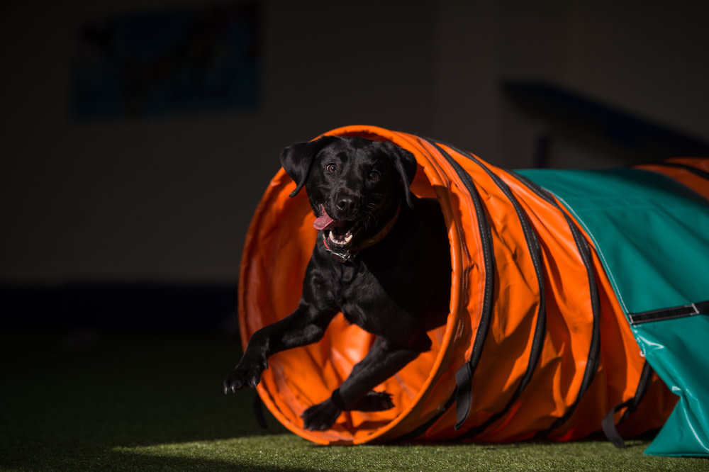 6 Steps To Get Started With Dog Agility Training 1 Dog Agility Training