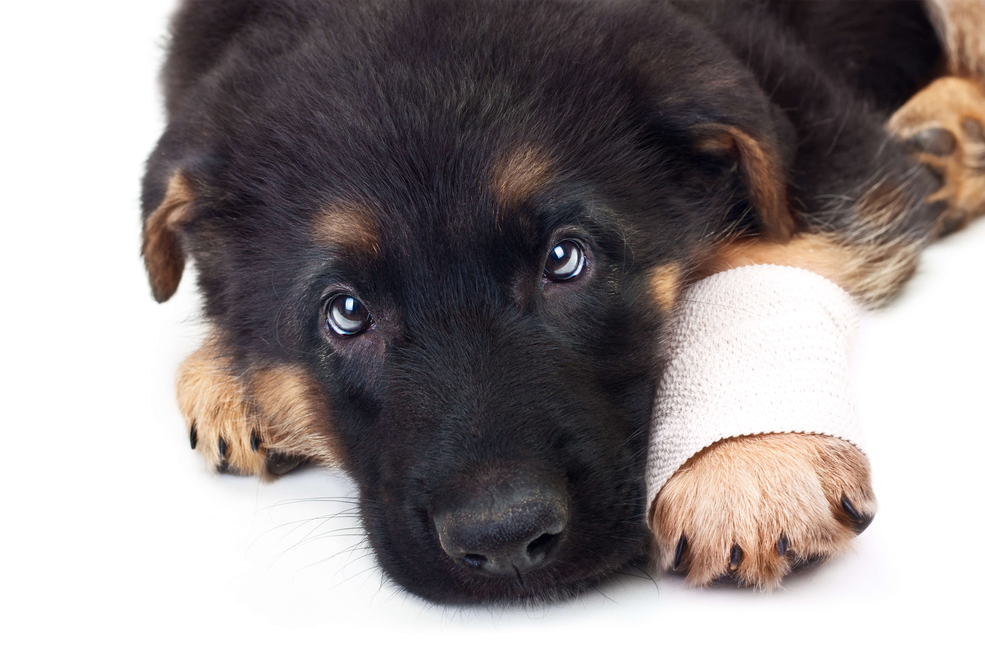 What Can I Give My Dog For Pain Relief? 2 dog with bandage