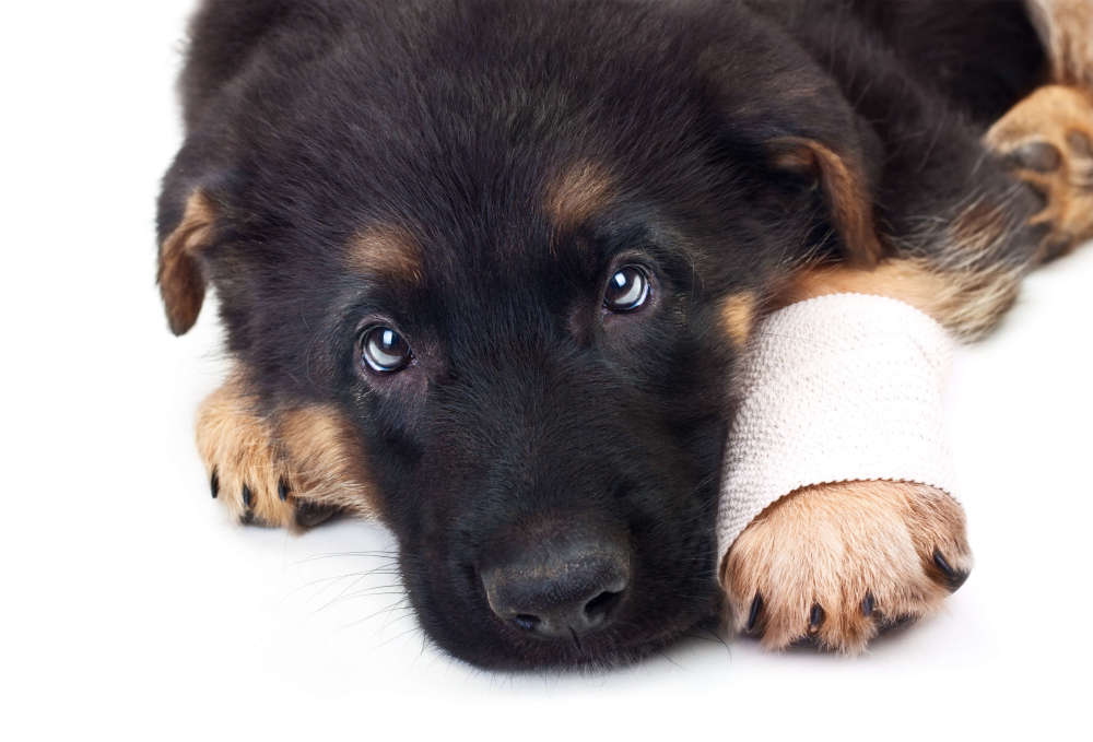 Pain Medications for Dogs What Can I Give My Dog For Pain?