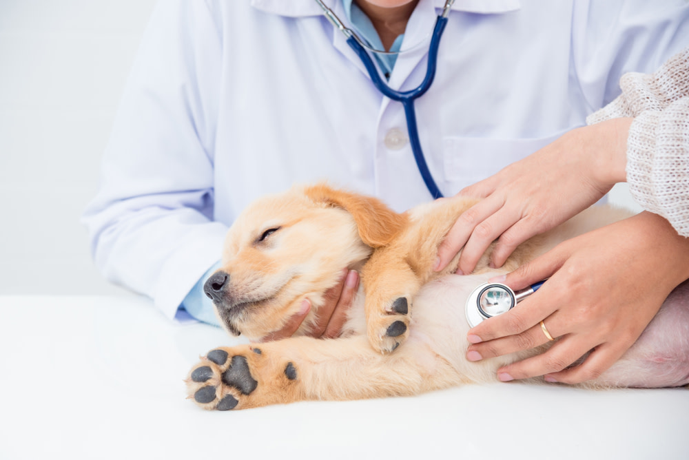 Holistic Cancer Treatment for Dogs 3 Talking to Your Vet About Your Dog's Cancer Treatment