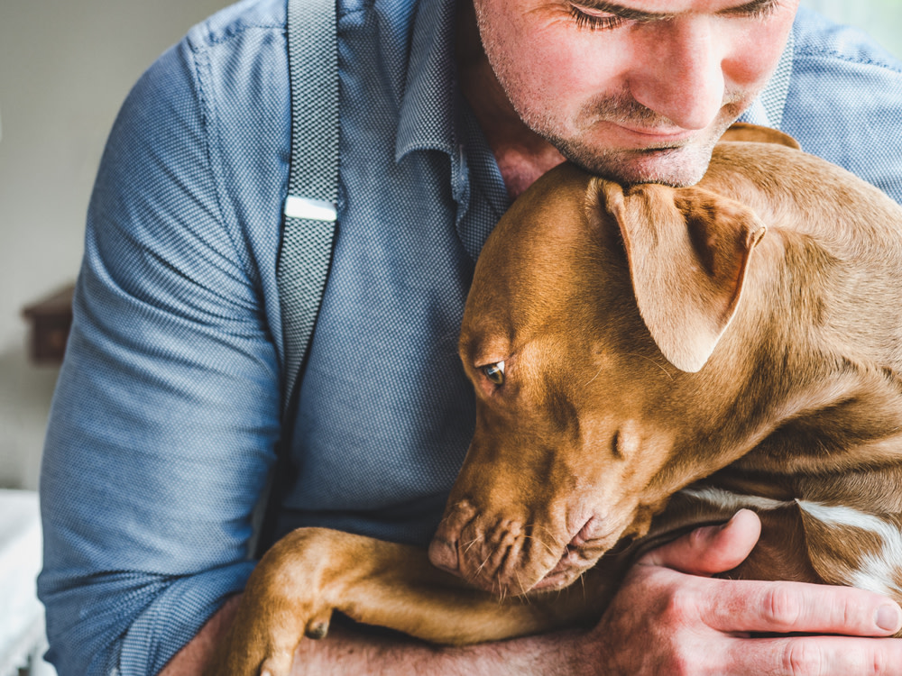Your Guide to CBD Dog Treats for Seizures 2 helping seizures in dogs with cbd treats