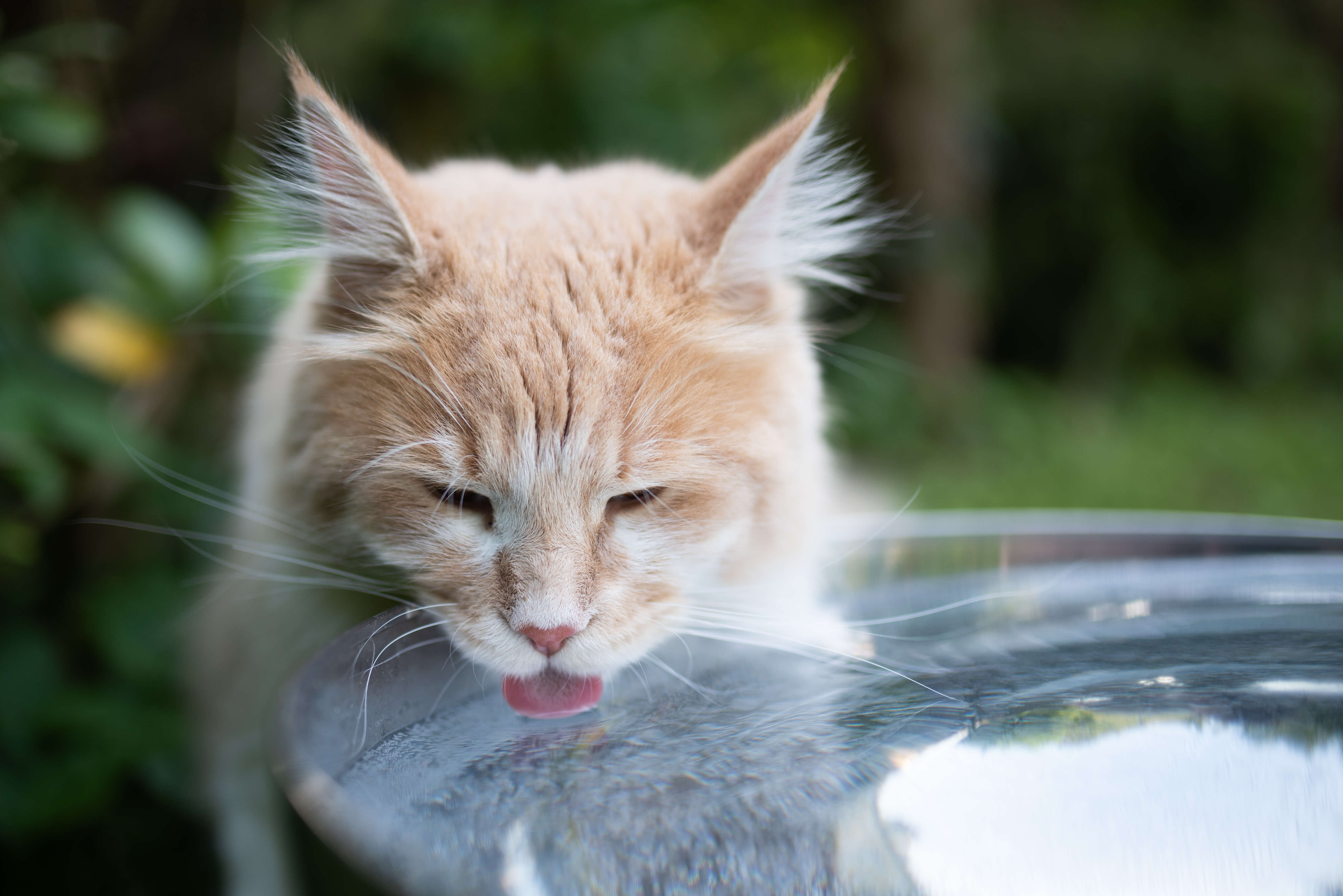 Cat Dandruff: Know The Signs and Symptoms 2 cat drinking water