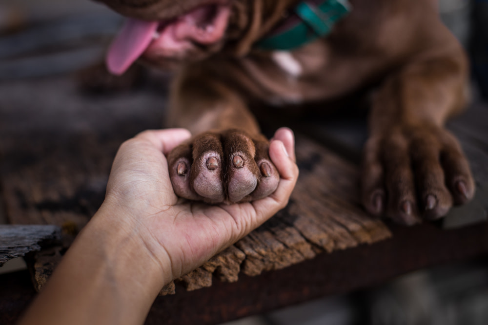 Your Guide on CBD Oil for Dogs With Arthritis 2 cbd for dogs with arthritis