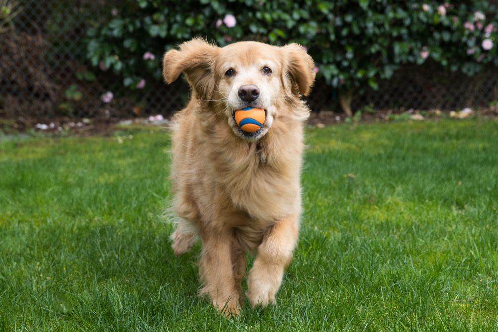 How to Teach a Dog to Fetch: 7 Simple Steps 1 how to teach a dog to fetch