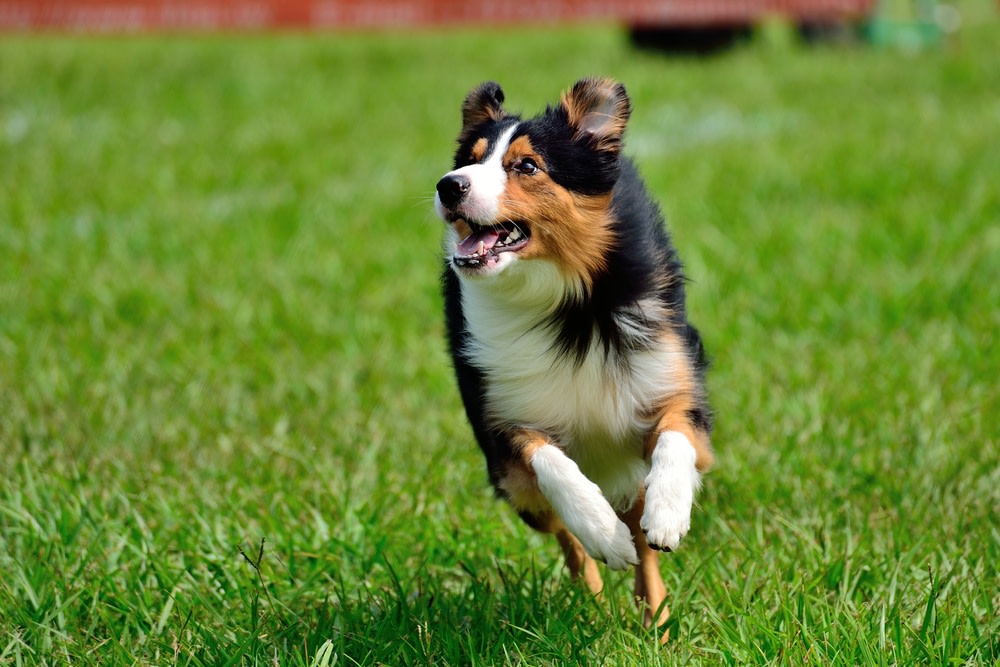 Everything You Need to Know About CBD Dog Treats For Arthritis 2 How to Help Dogs with Arthritis