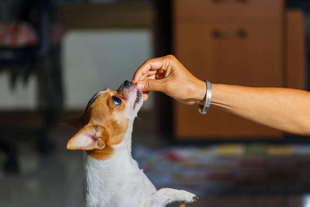 CBD Oil For Dogs Dose Calculator: How Much CBD Does a Dog Get? 1 CBD Oil for Dogs Dose Calculator