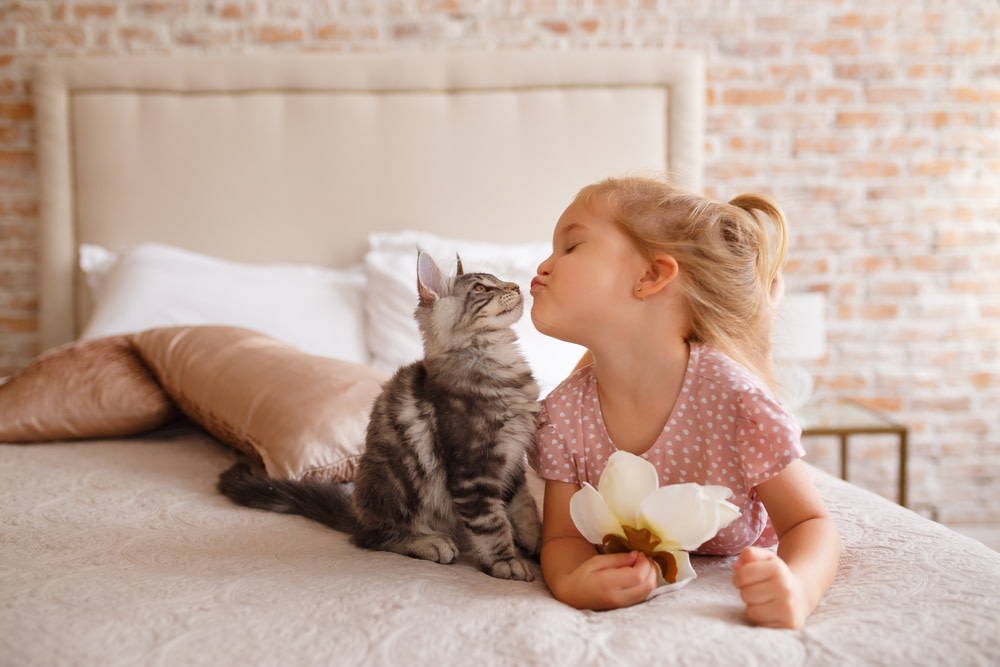 Why Your Cat May Be Crying And What To Do About It 4 Helping Your Cat be Less Vocal