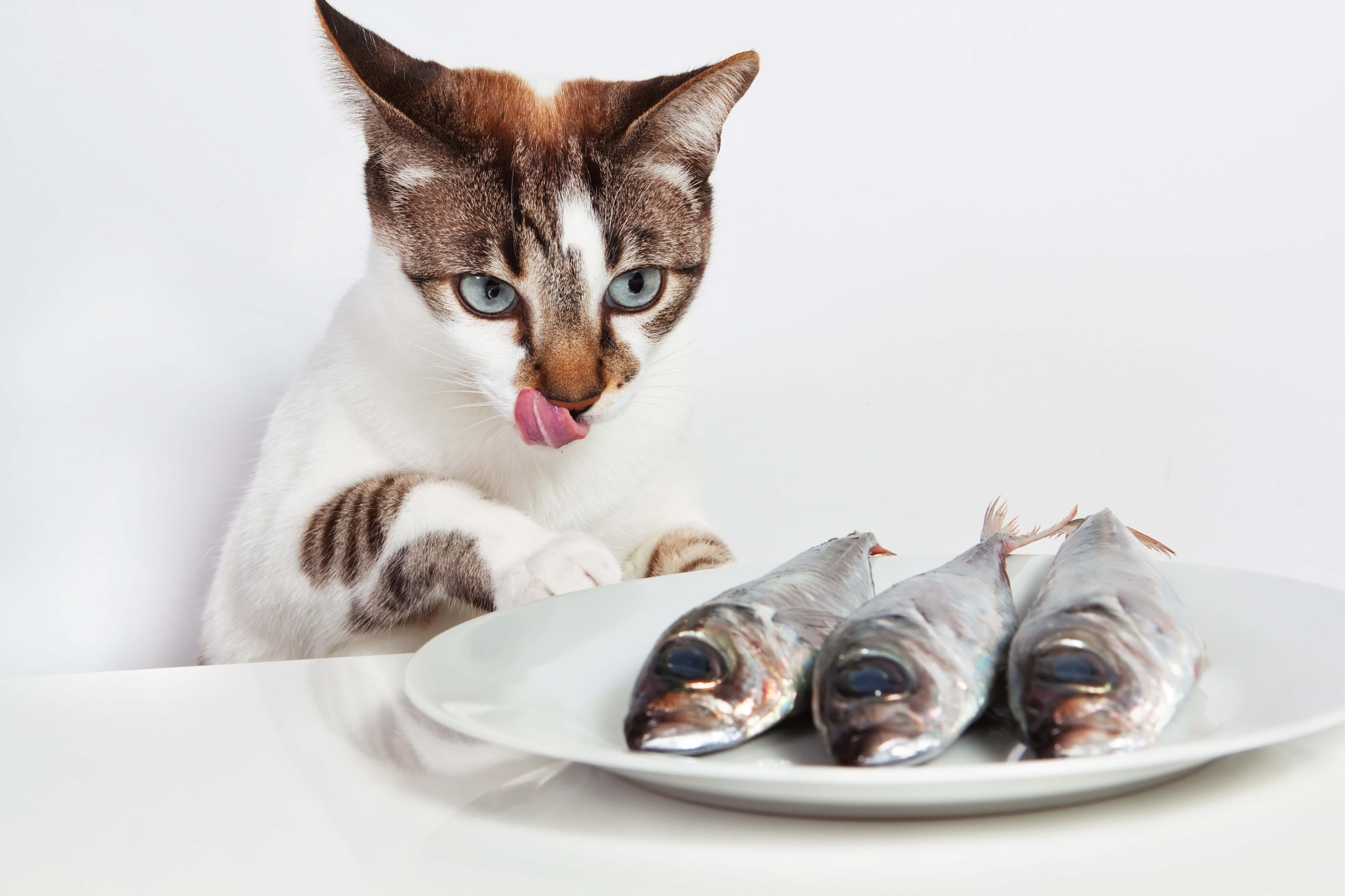 Cat Dandruff: Know The Signs and Symptoms 5 cat eating fish