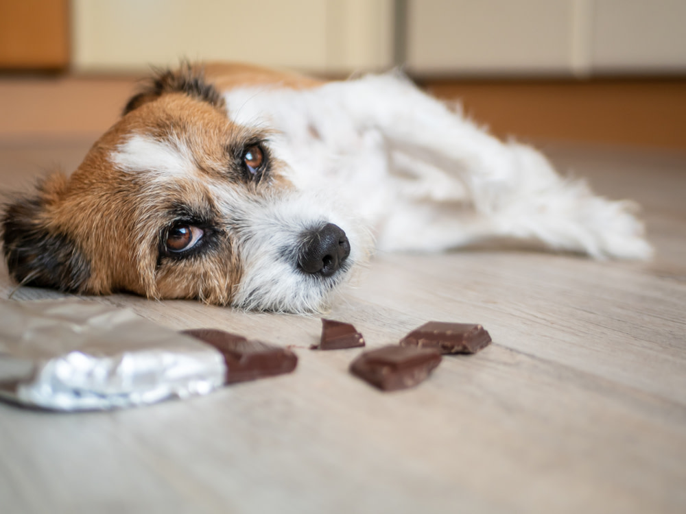 What To Do When Your Dog Has An Upset Stomach 2 Symptoms of an Upset Stomach in Dogs