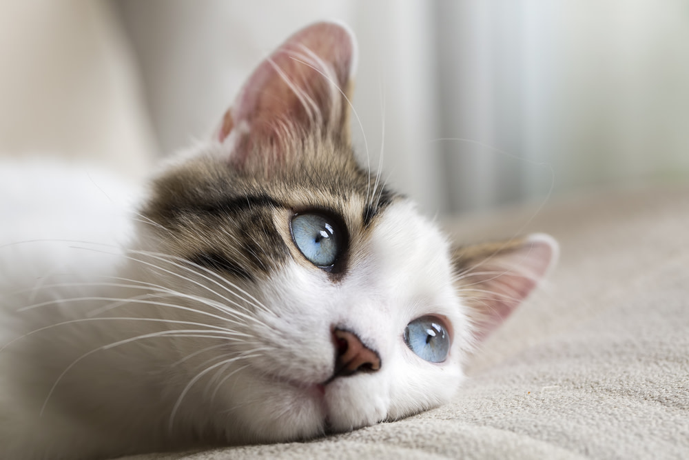 Why is my Cat Lethargic? 2 causes of cat lethargy