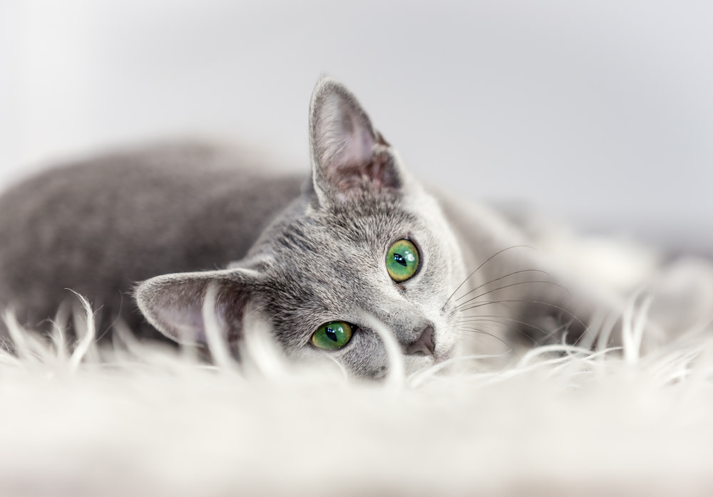 Why Your Cat May Be Crying And What To Do About It 3 Is Your Cat Crying or Meowing