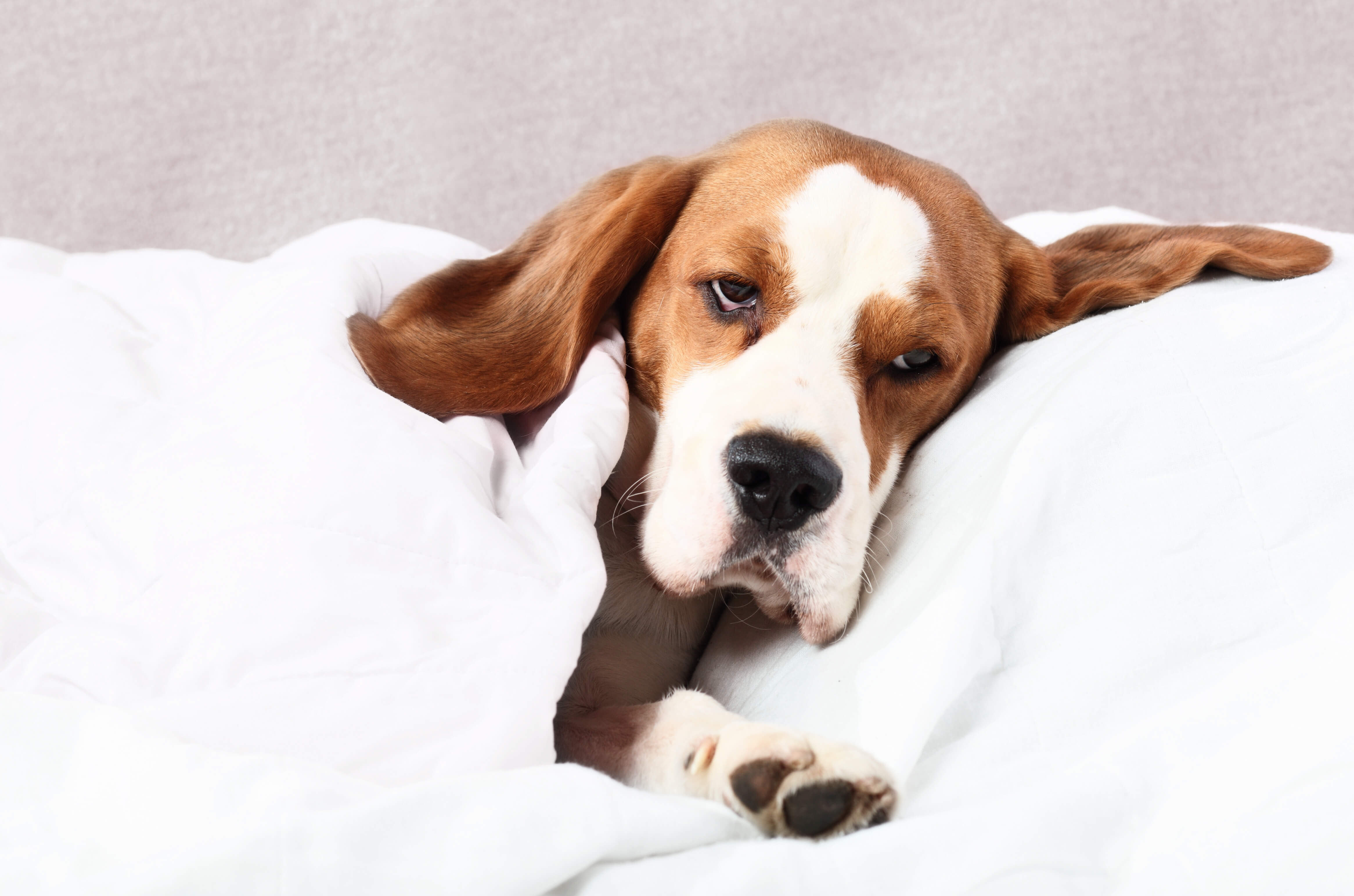 Dogs and Fireworks: A Recipe for Disaster 3 sedated dog
