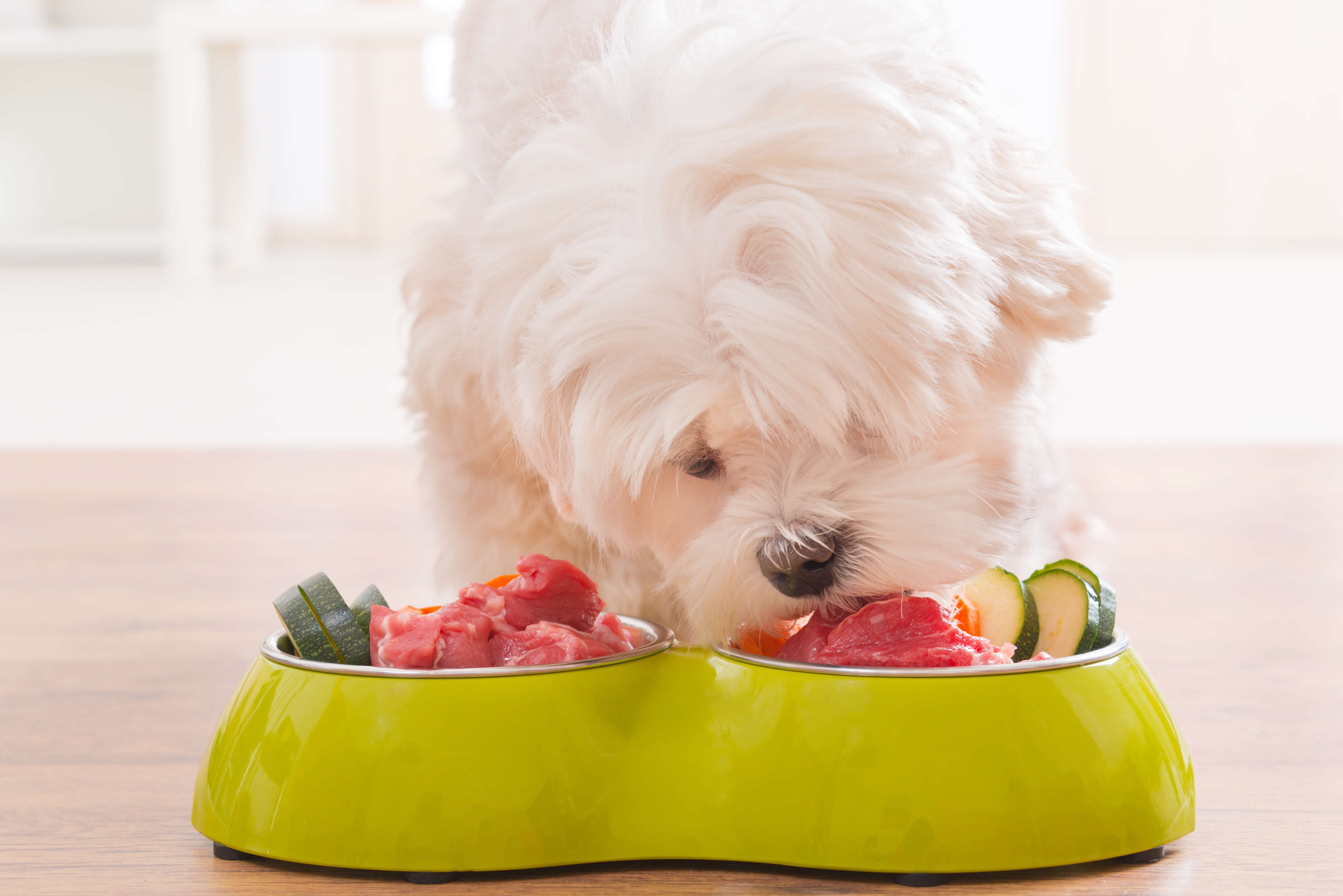 Organic Dog Food: Why Your Pet Deserves The Best 4 dog eating food