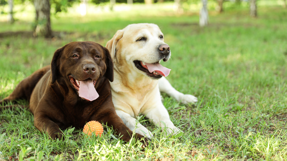 The Amazing CBD Benefits for Dogs 1 Honest Paws CBD oil for dog health and wellness