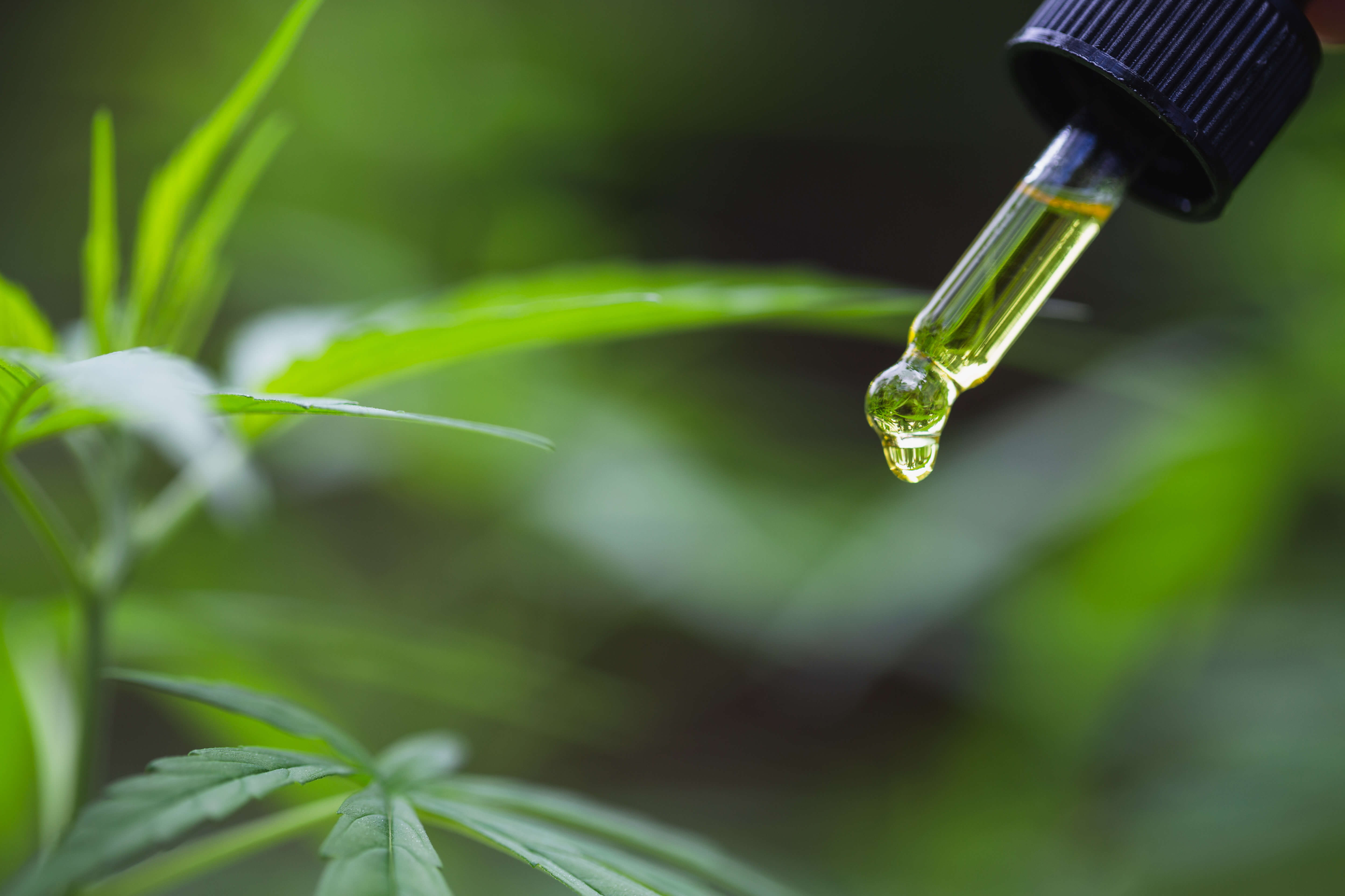 Broad Spectrum Hemp: A Tell All Guide 2 A dropper with CBD oil over a hemp plant.