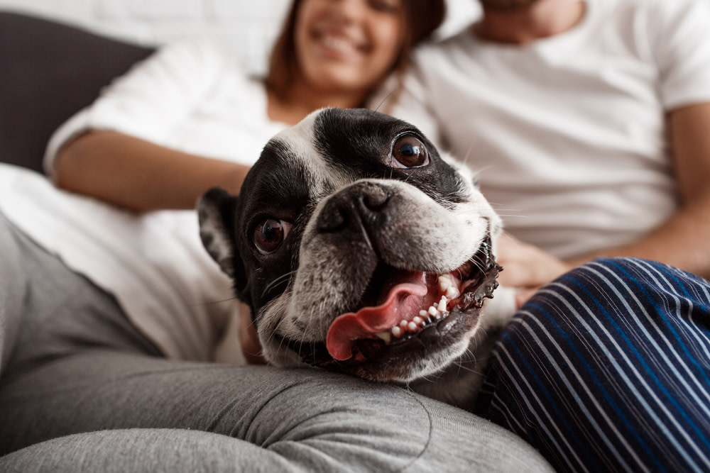 What Are Interactive Dog Toys? Here's Everything You Need To Know 5 interactive dog toys for mental stimulation
