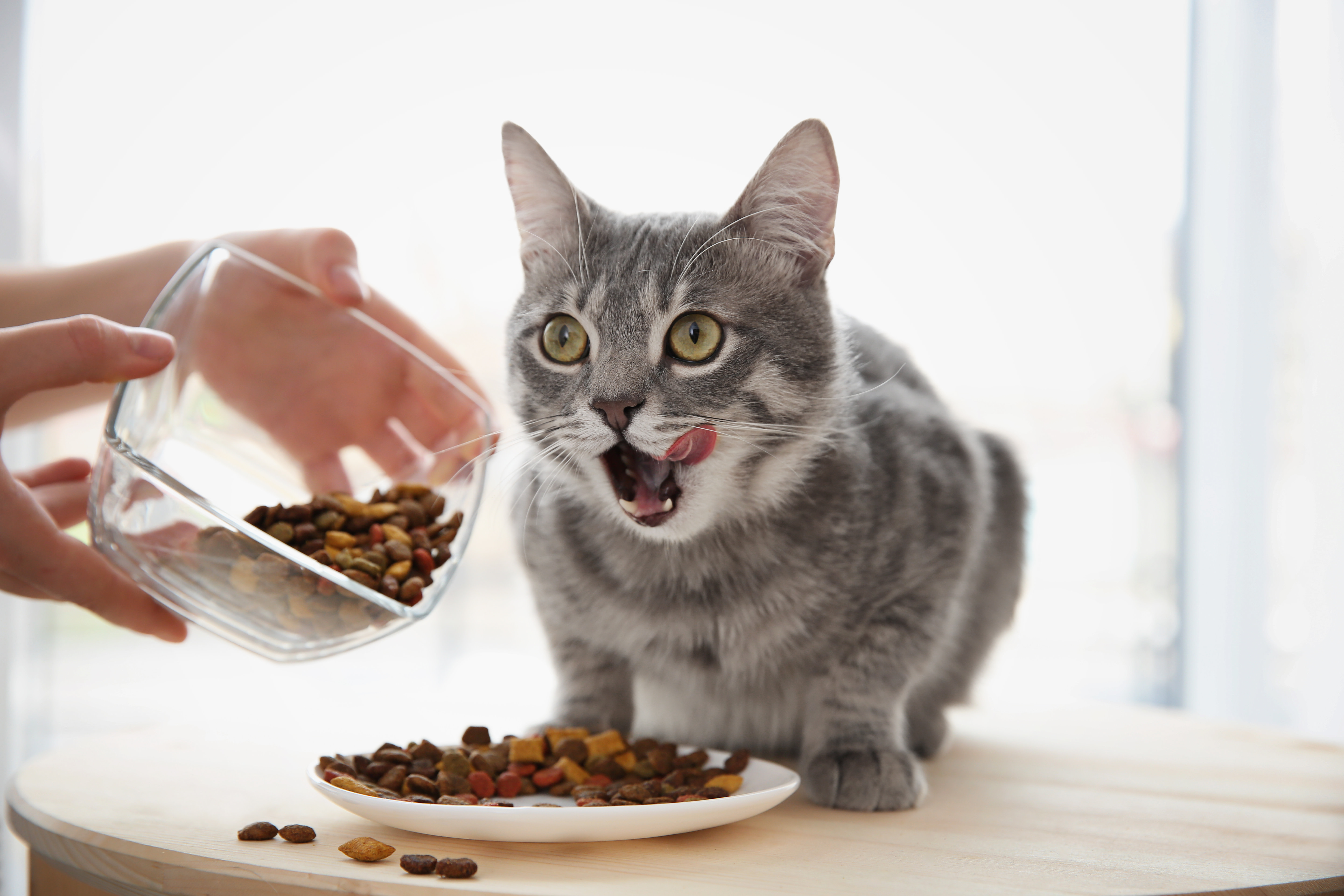 Probiotics For Cats With Pancreatitis: A Guide 2 Natural Remedies for Pancreatitis