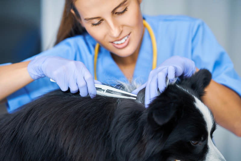Lyme Disease in Dogs: Signs, Symptoms, & Treatment 3 Diagnosing a dog with Lyme disease