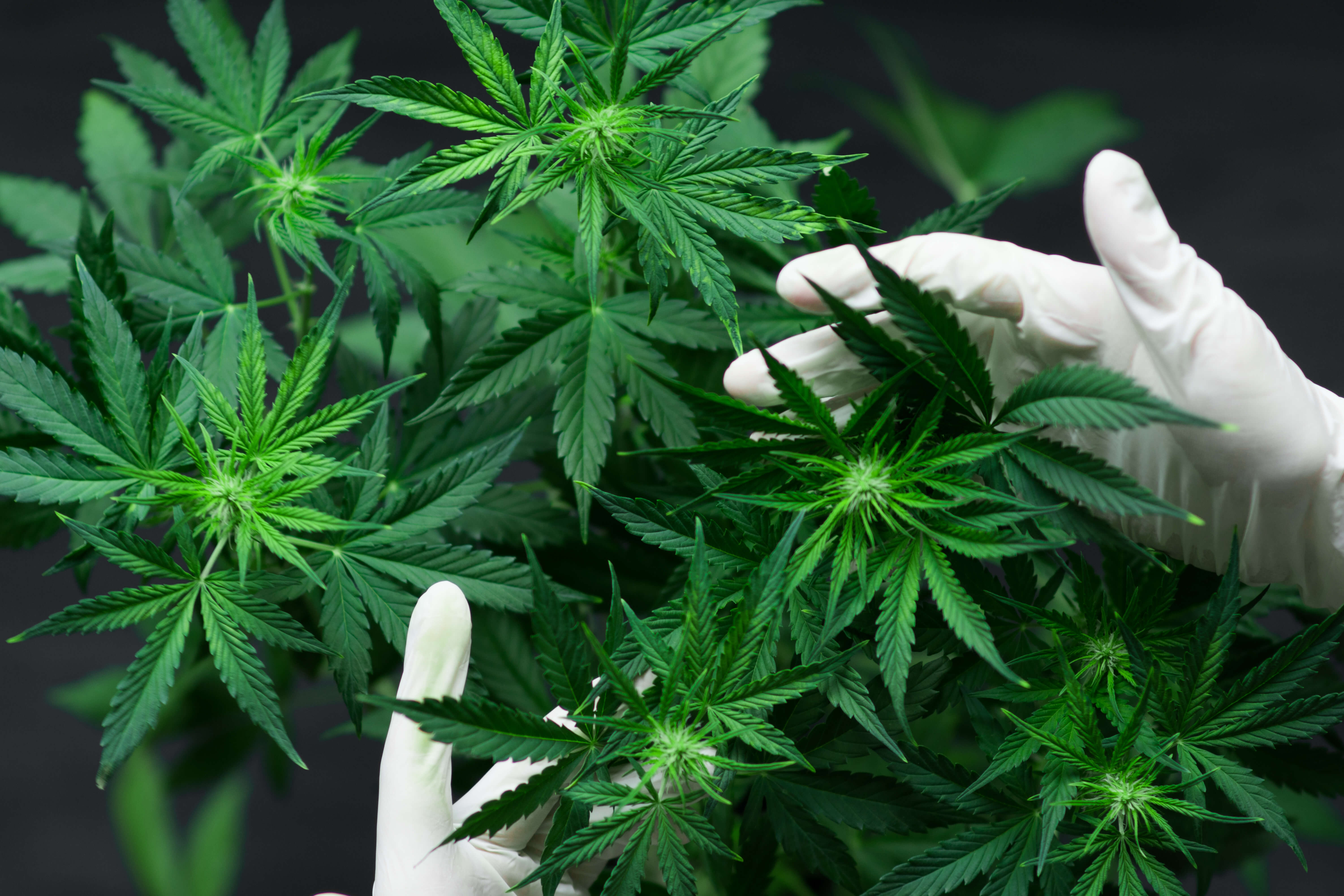 The Endocannabinoid System and CBD: Promoting Homeostasis in Pets 2 A pair of gloved hands holding cannabis plants that are being used for CBD.