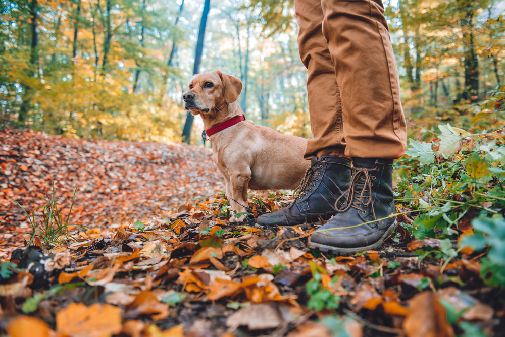 Natural Immune Booster for Dogs: A Guide 2 ways to naturally boost your dogs immune system
