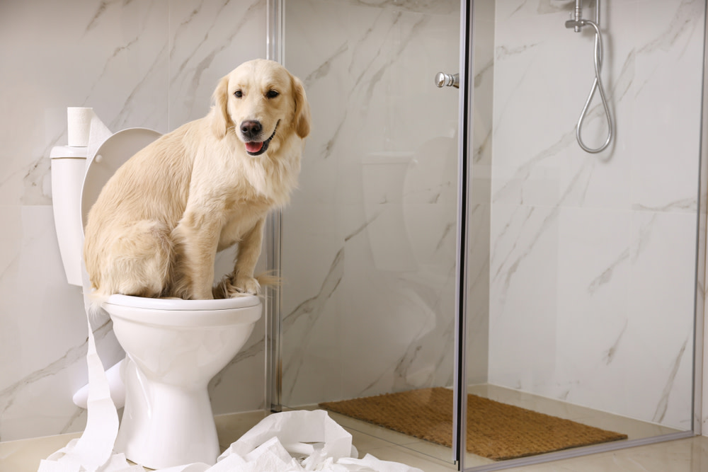 How To Know If You’re Dealing With A Dog UTI And What To Do About It 5 dog going to the bathroom