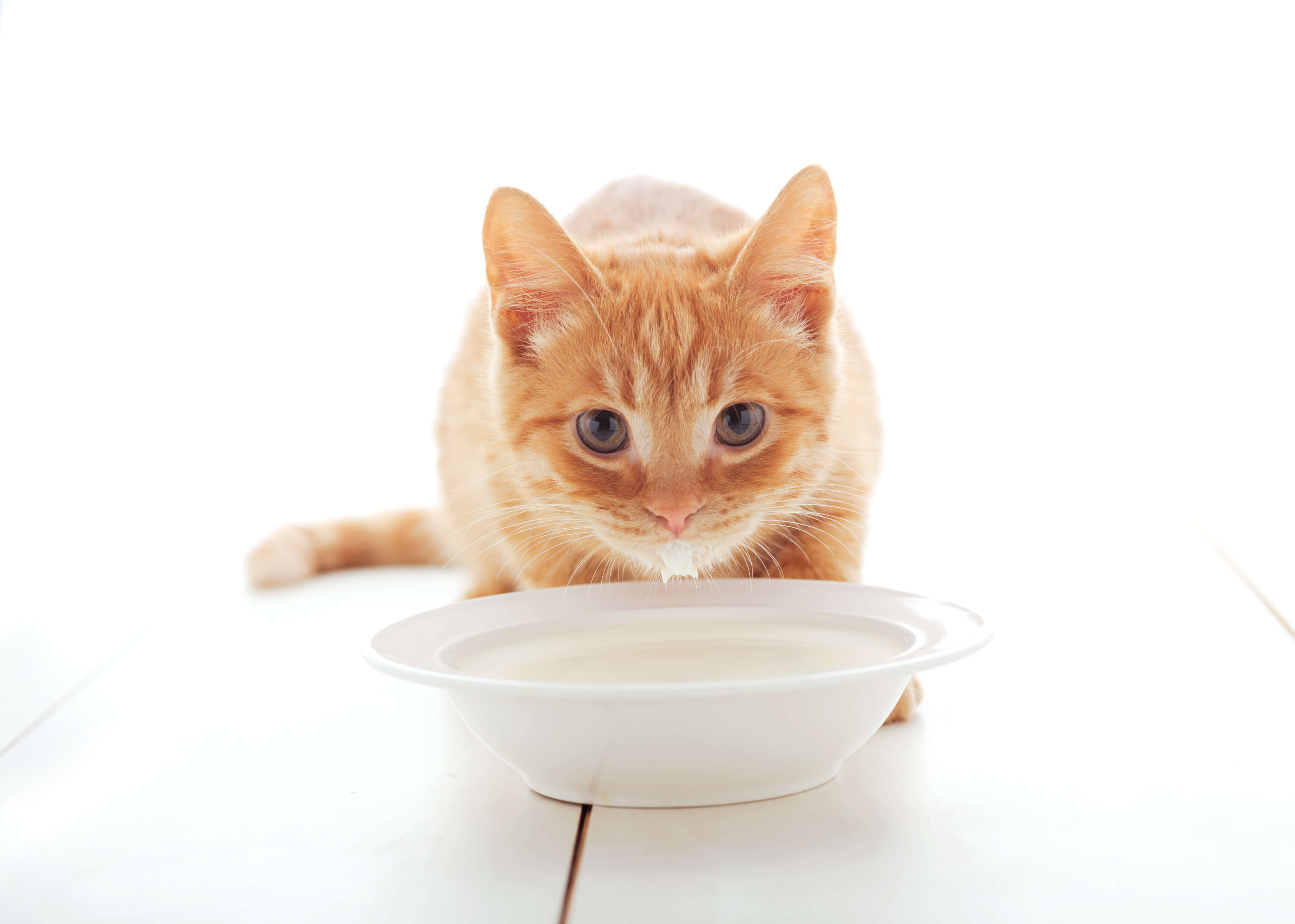 Cat Diarrhea: A Definitive Guide To Treatment 3 cat drinking milk