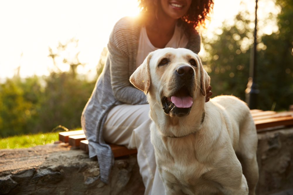 Acupuncture for Dogs: The Incredible Health Benefits 7 canine acupuncture