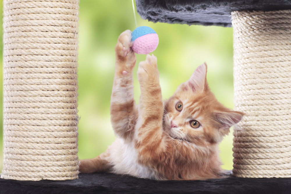 Obese Cat: How To Keep Your Furry Feline Healthy 4 is my cat fat