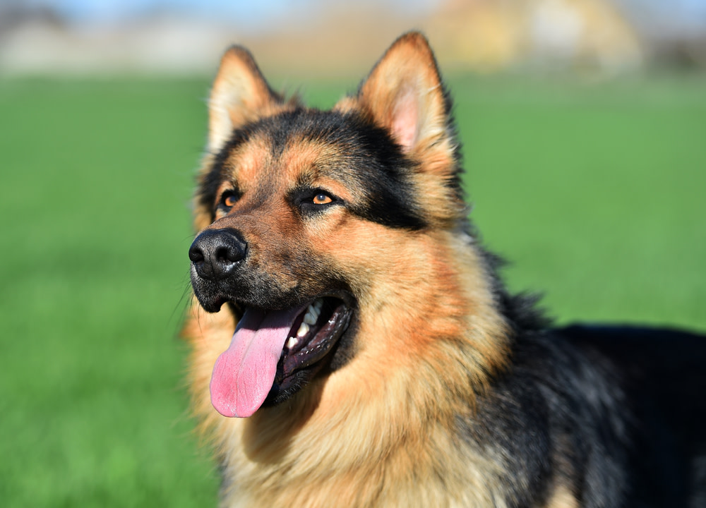 How to Identify and Treat Liver Disease in Dogs 4 Supplements for Liver Health