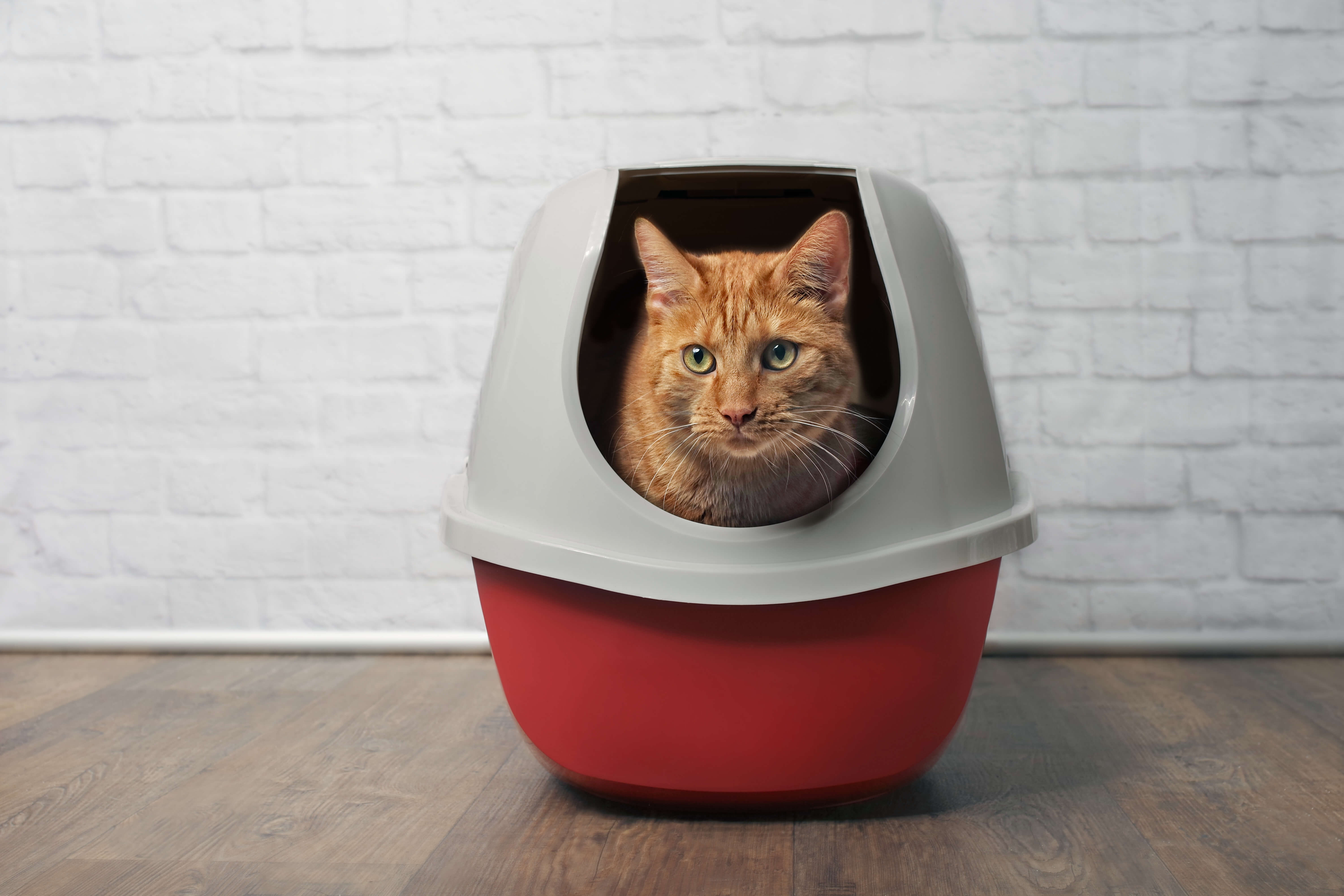 Cat Diarrhea: A Definitive Guide To Treatment 1 cat in litter box