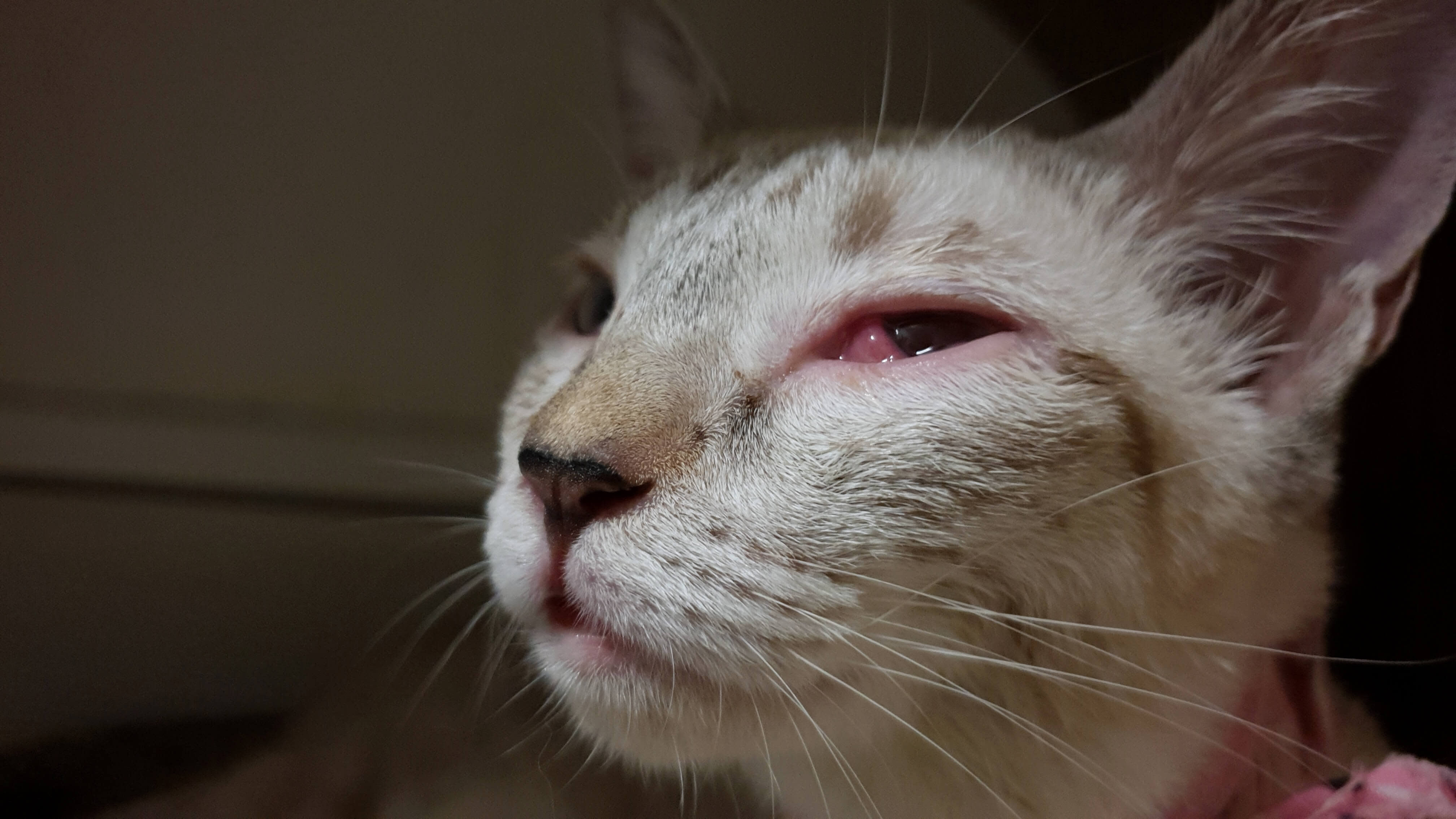 Cat Eye Discharge: A Comprehensive Guide 2 cat with infected eye