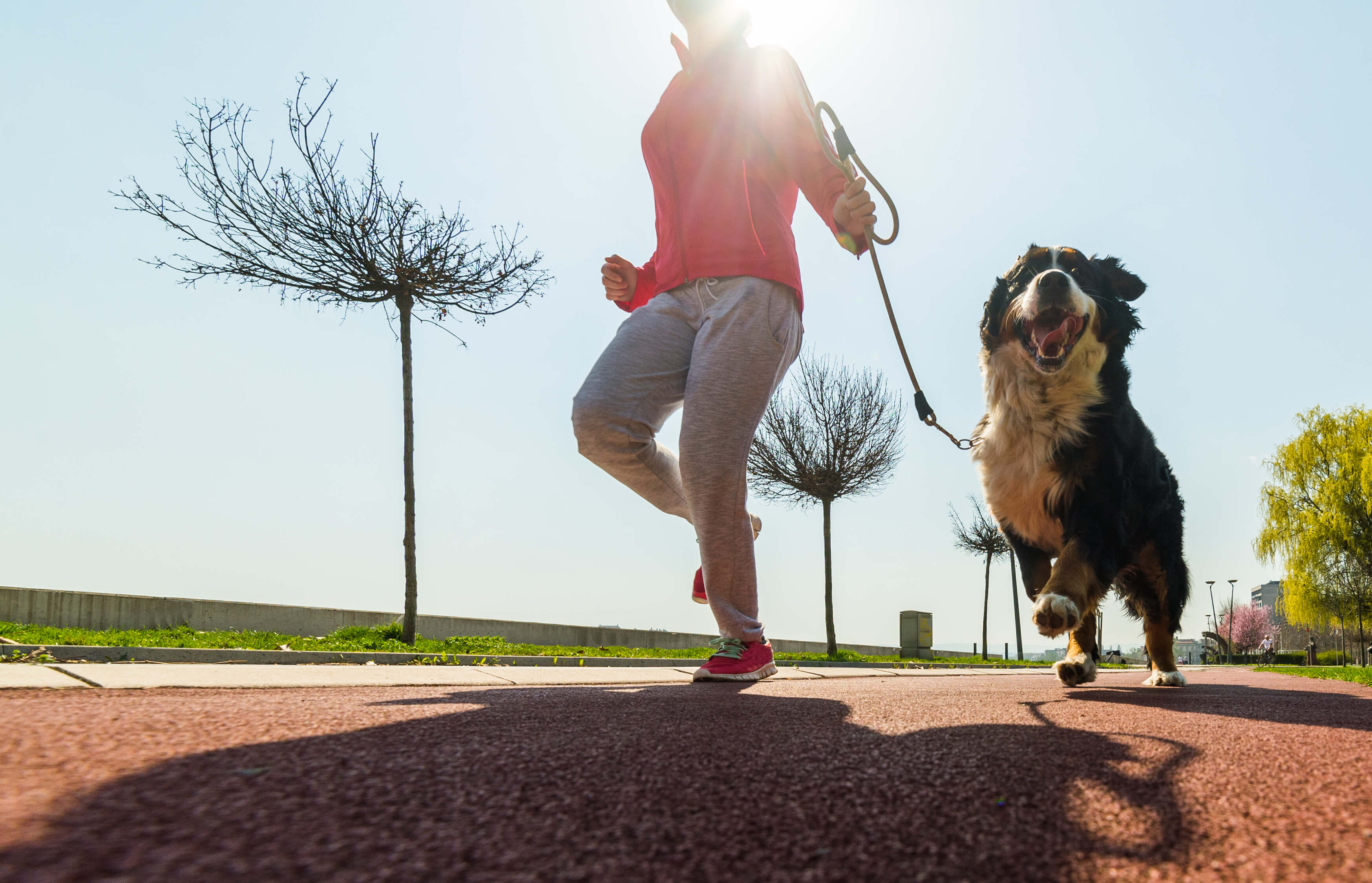 Broad Spectrum Hemp: A Tell All Guide 5 Woman in a pink shirt running with her Bernese Mountain Dog in a park.