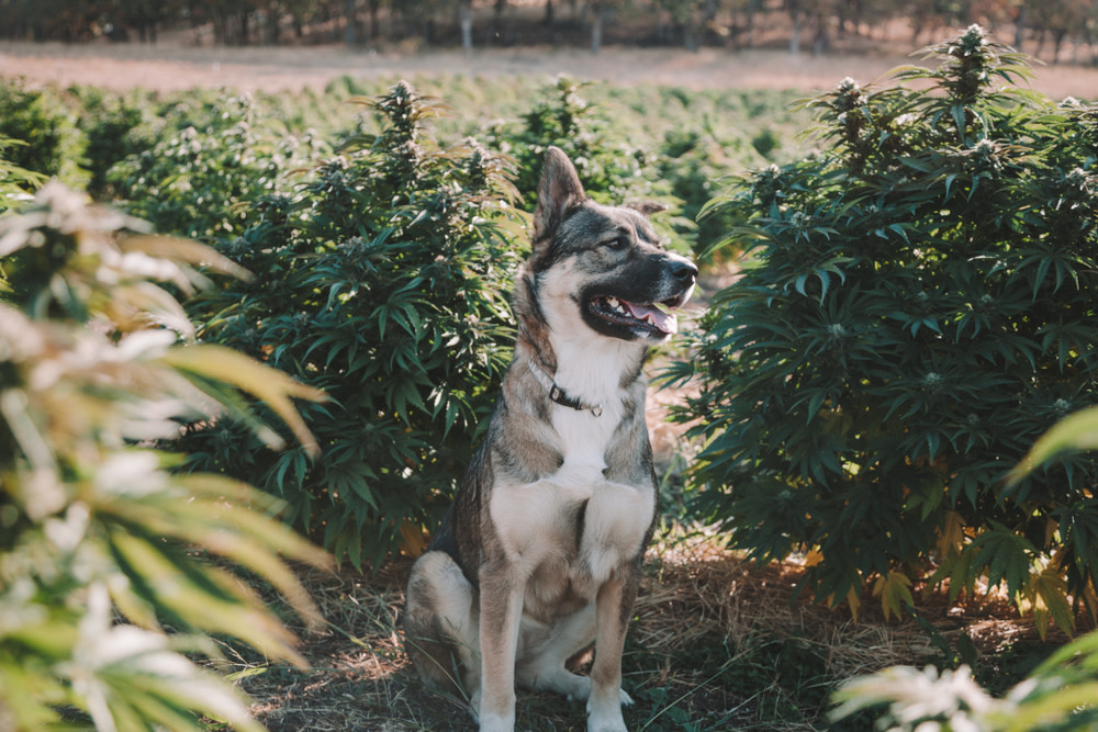 CBD Oil For Dogs Dose Calculator: How Much CBD Does a Dog Get? 4 CBD dose calculator