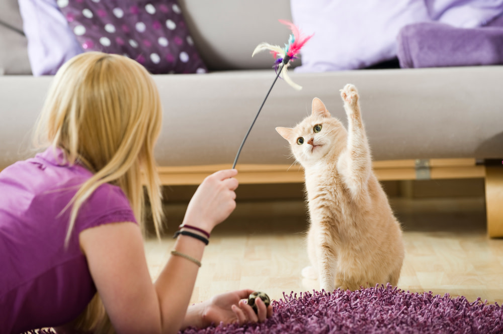 How To Calm Your Anxious Cat 3 fun cat activity to help anxiety