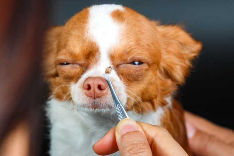 Lyme Disease in Dogs: Signs, Symptoms, & Treatment 2 Prevent dogs from ticks